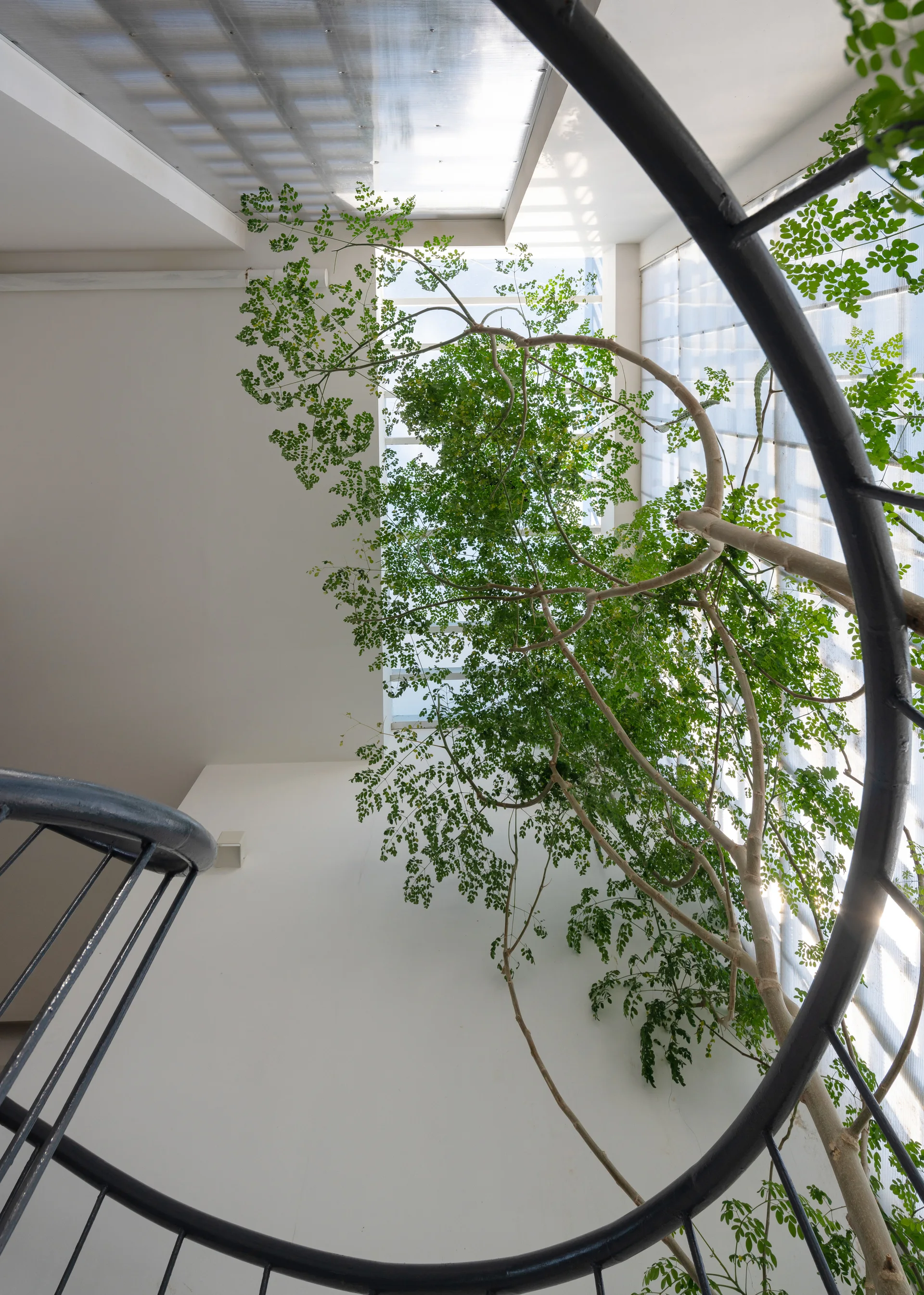 An upward view through a black metal spiral staircase atrium showcasing a tall green tree growing toward a large translucent skylight.
