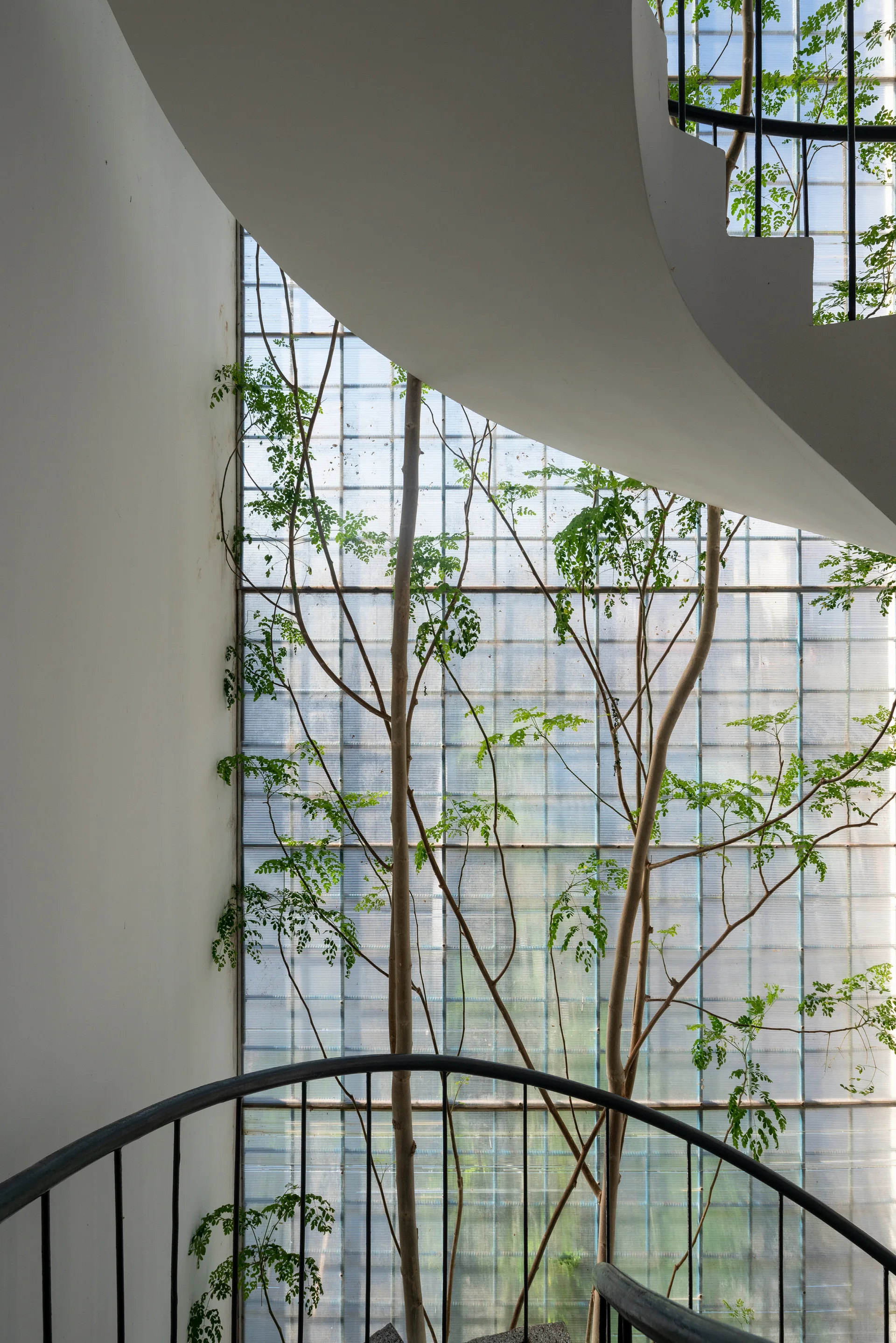 A curved white staircase with a black metal railing stands next to a tall translucent glass grid wall framing slender green trees.