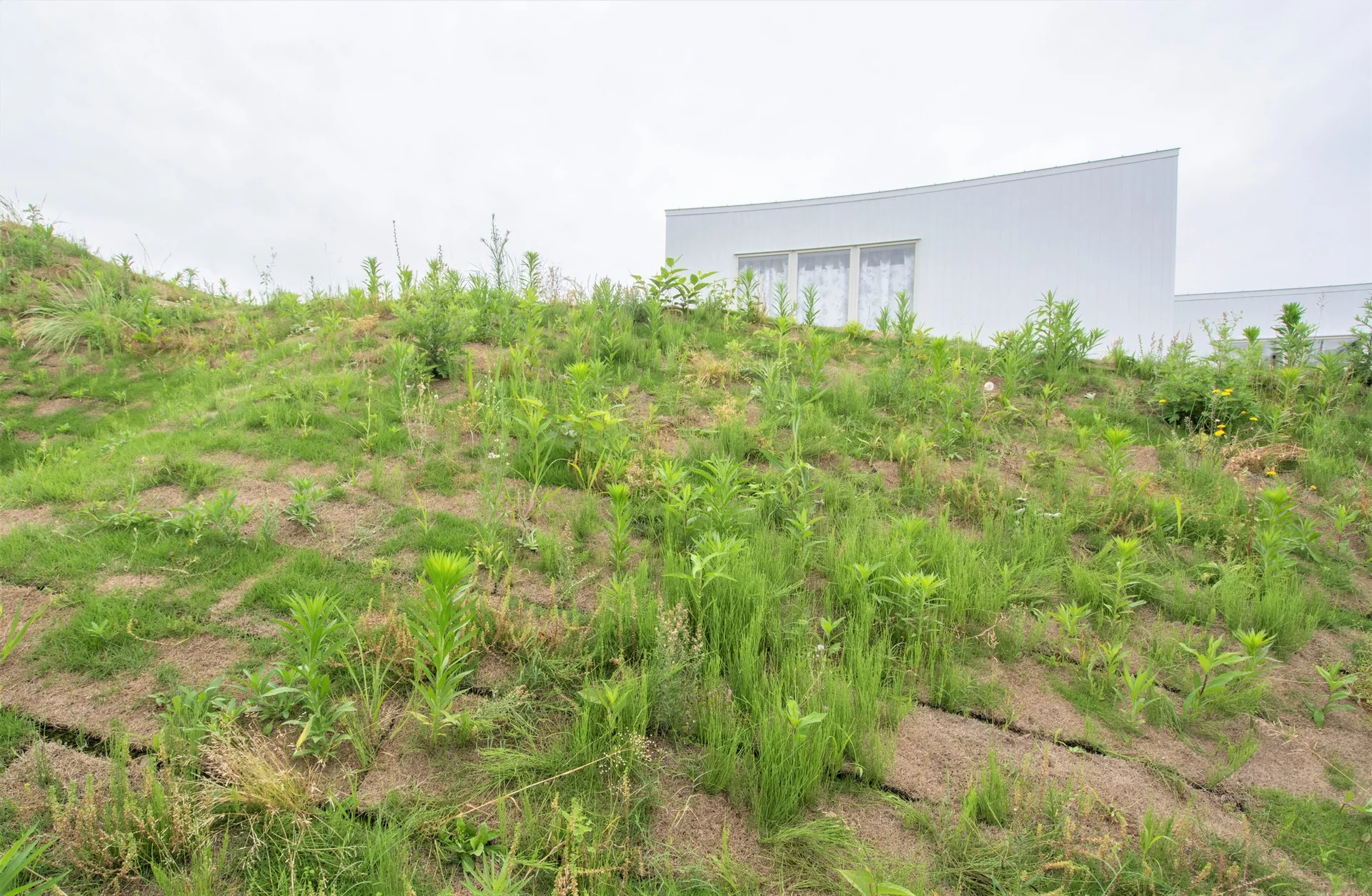 A modern white building with a large window sits atop a steep, wild grassy slope under an overcast sky.
