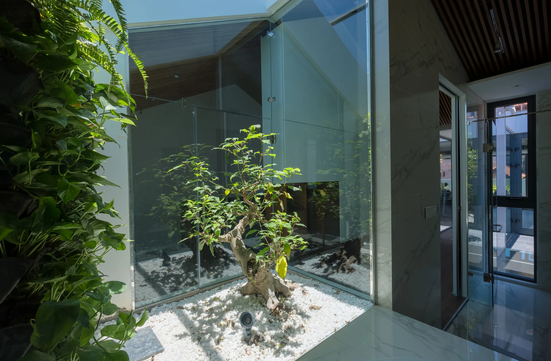 A modern indoor glass atrium features a central bonsai tree bedded in white gravel alongside a lush vertical green wall.