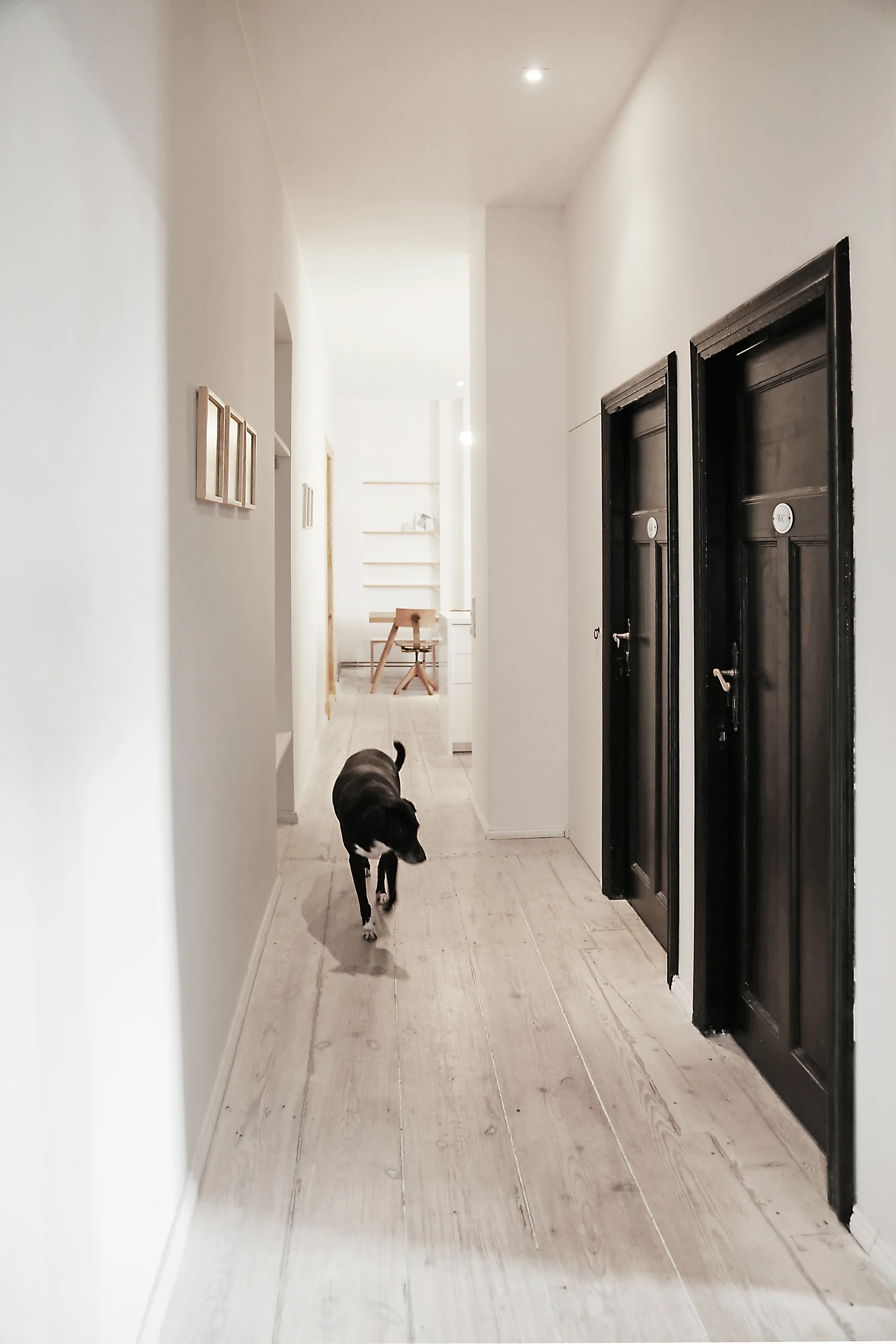 A long minimalist hallway with white walls, light wood floors, and two prominent dark brown doors, with a dog walking down the corridor.