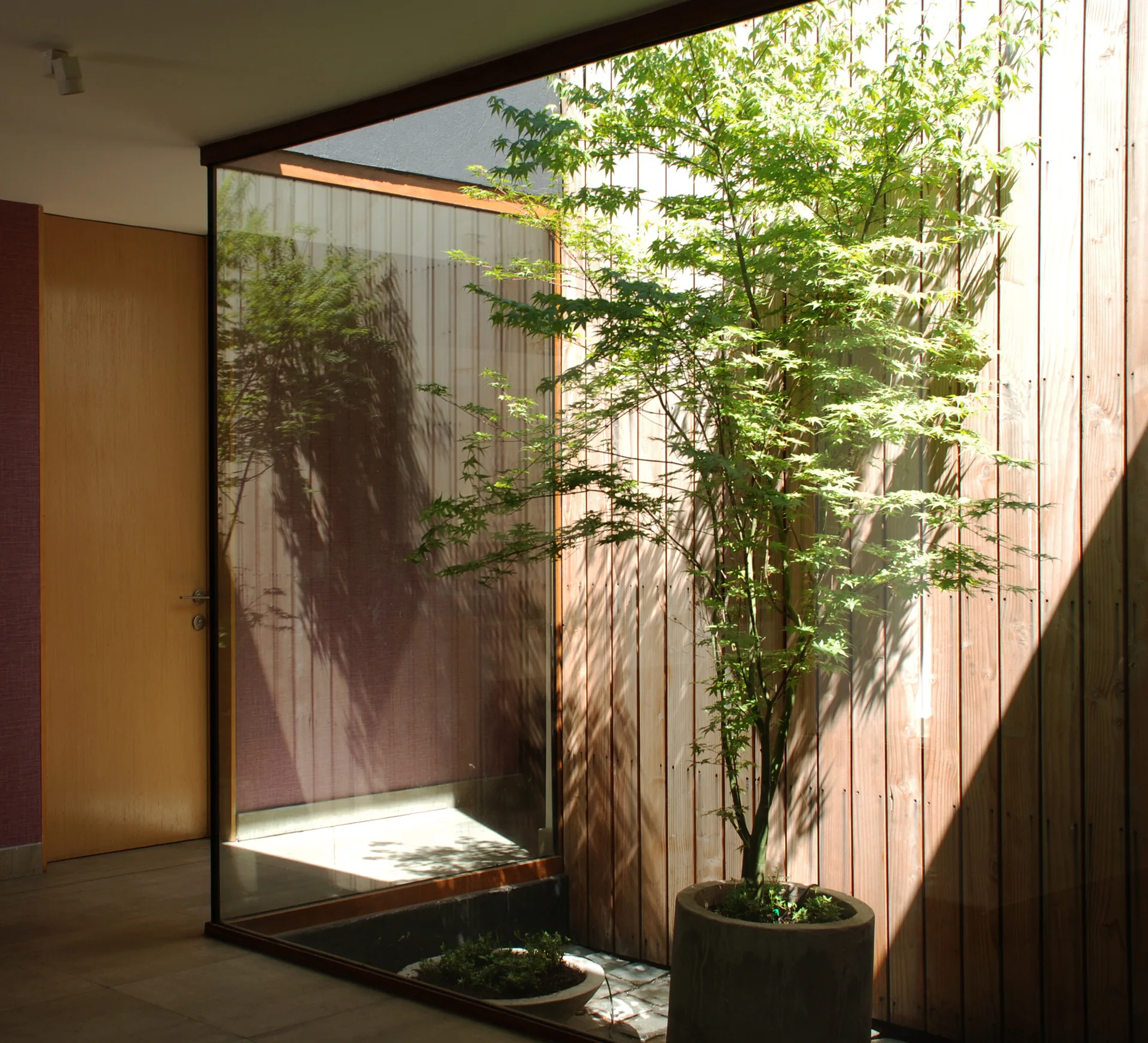 An indoor courtyard features a potted Japanese maple tree in a concrete planter set against a vertical wood-paneled wall and glass partition.