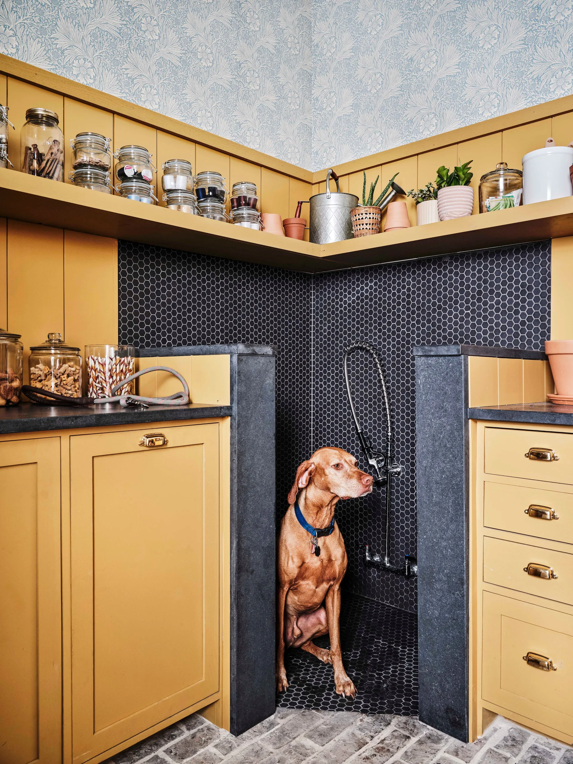 A dog sits inside a built-in pet shower lined with black hexagonal tile, flanked by mustard yellow cabinets and a matching top shelf in a mudroom.