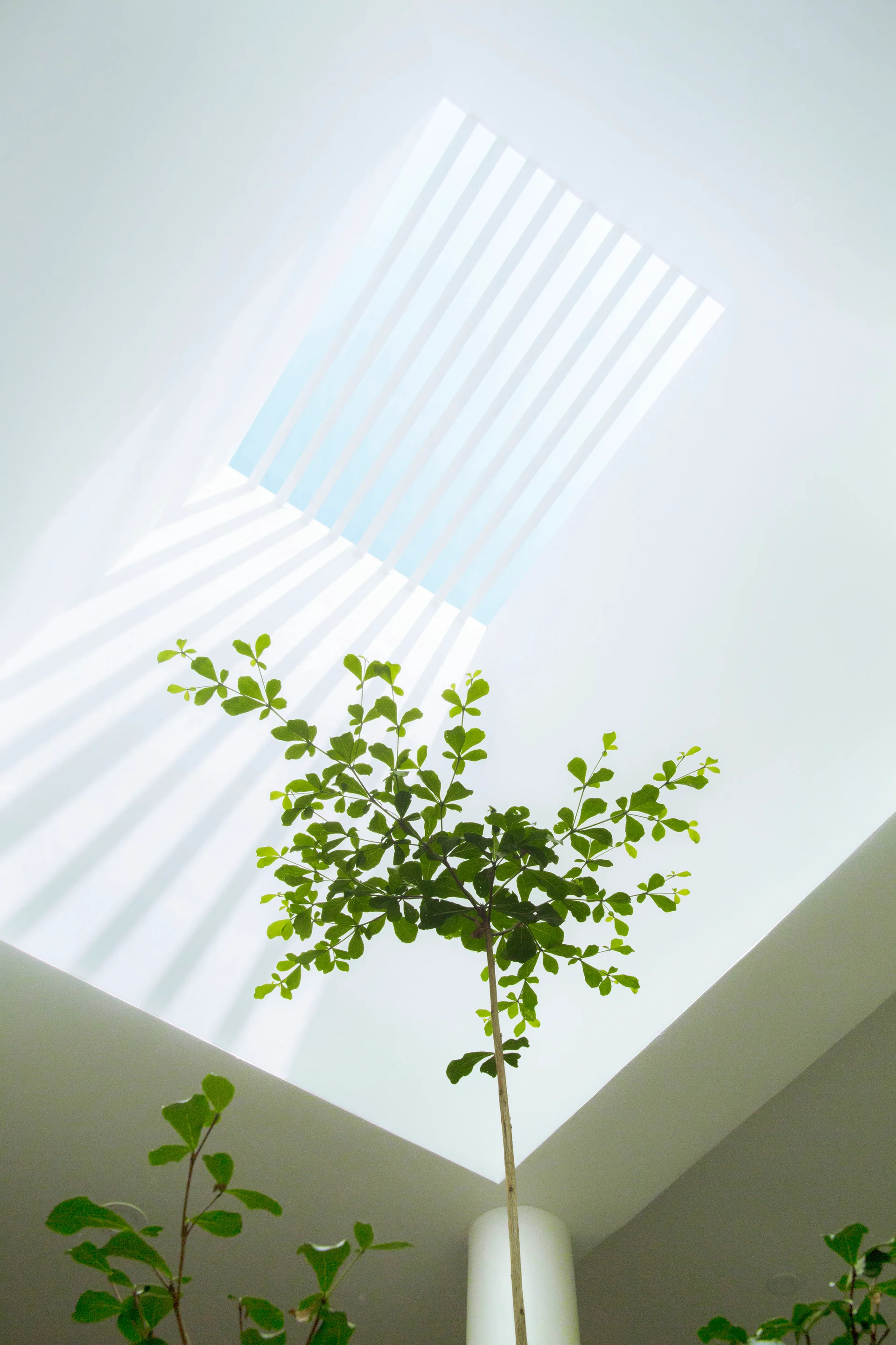 Looking up at a bright rectangular skylight with parallel slats casting linear shadow patterns onto white walls near a green indoor tree.