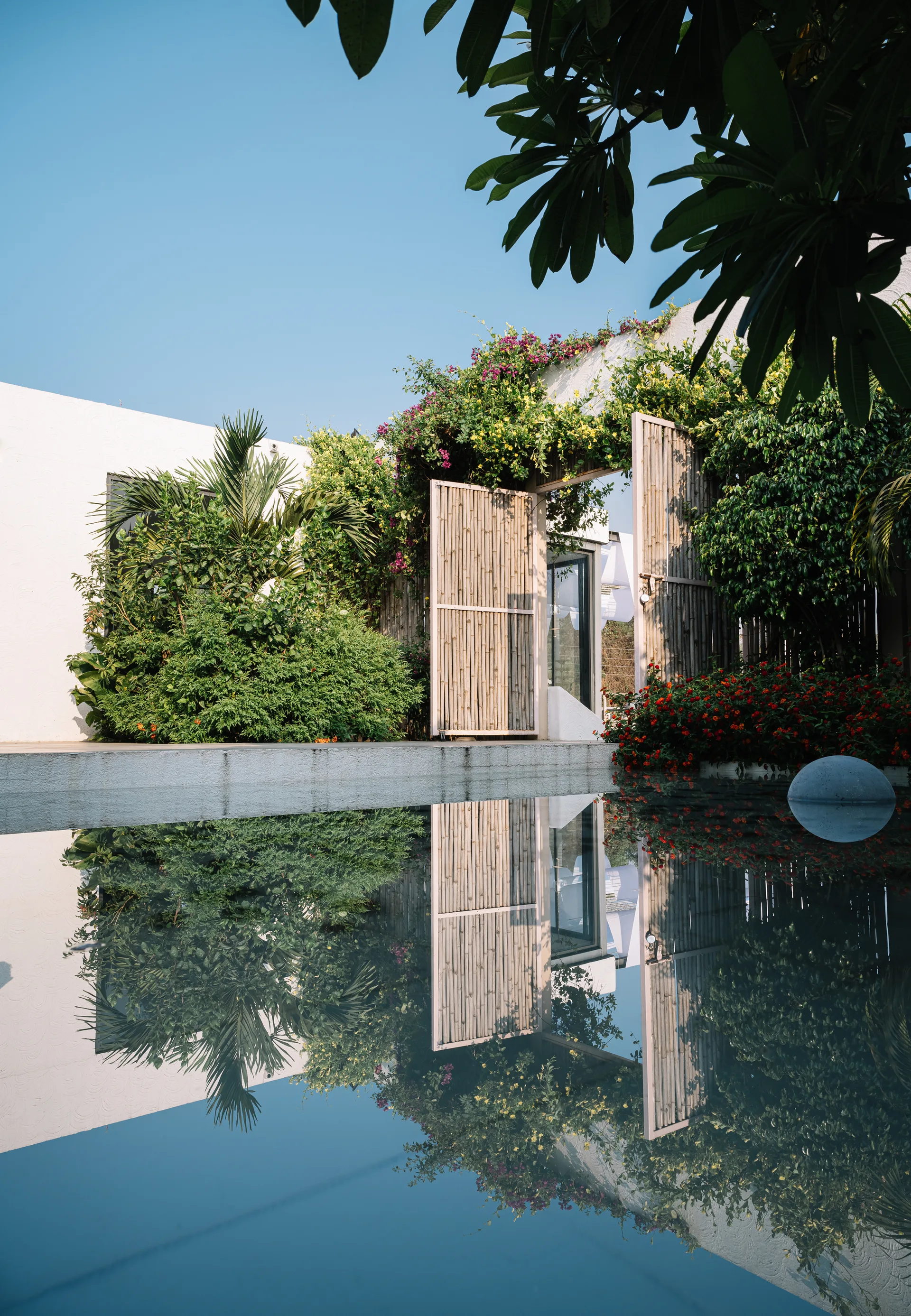 A swimming pool reflects white plaster walls, lush climbing plants, and an open bamboo gate under a clear blue sky.