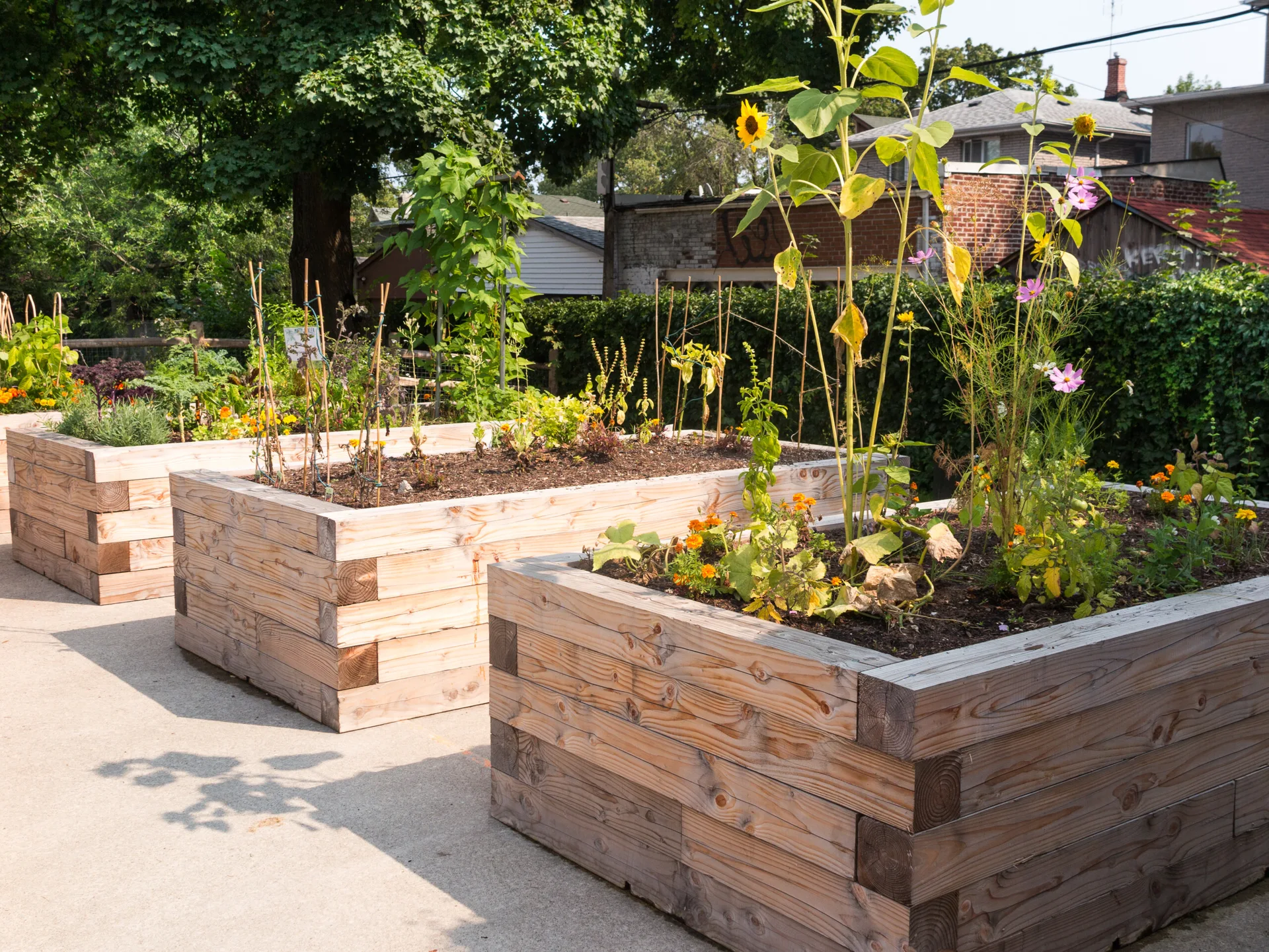 Three wooden raised garden beds crafted from thick stacked timbers sit filled with soil, green plants, and tall sunflowers on a concrete patio.