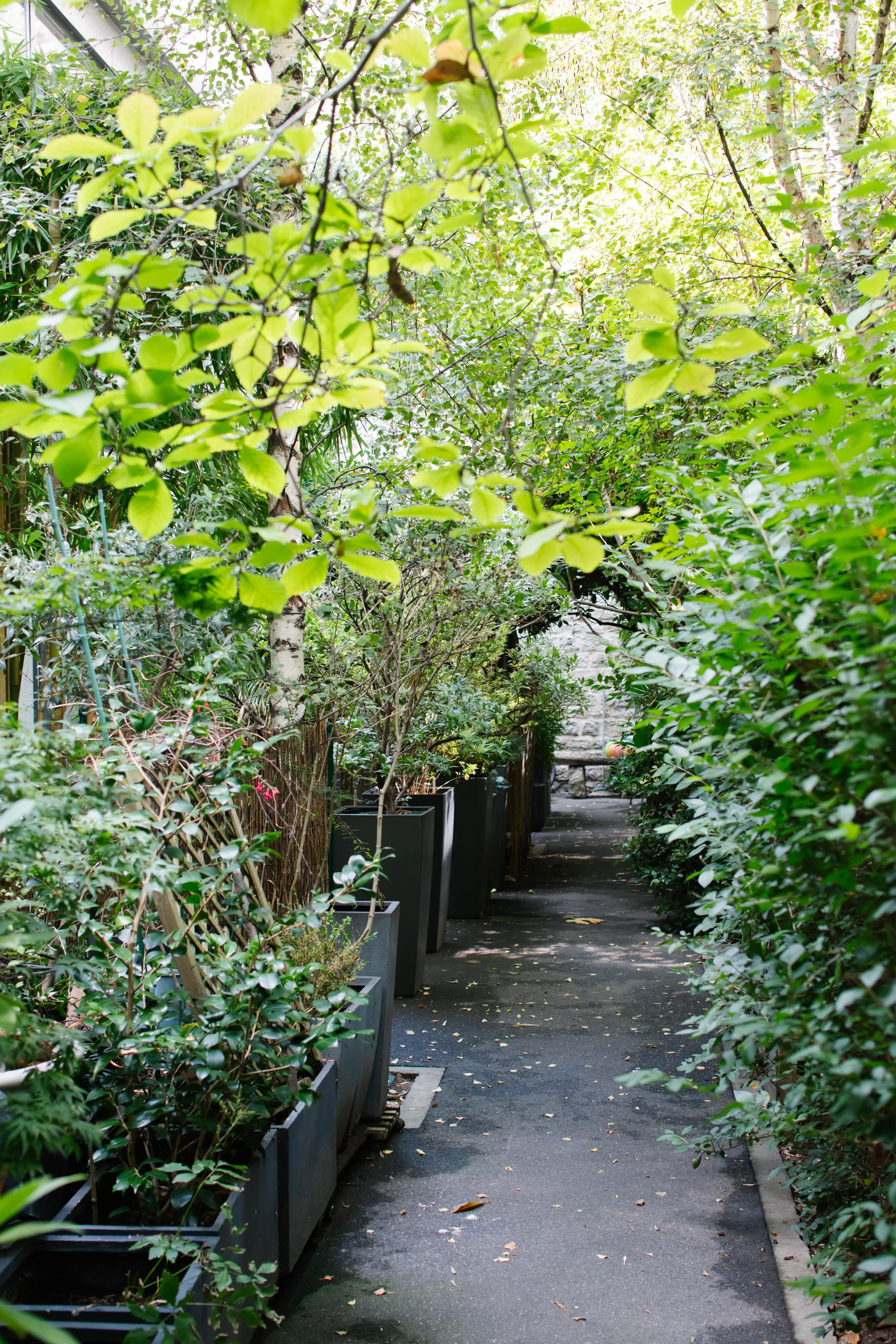 A paved garden path is bordered by a linear row of tall, dark grey rectangular planters holding leafy shrubs under a dense green tree canopy.