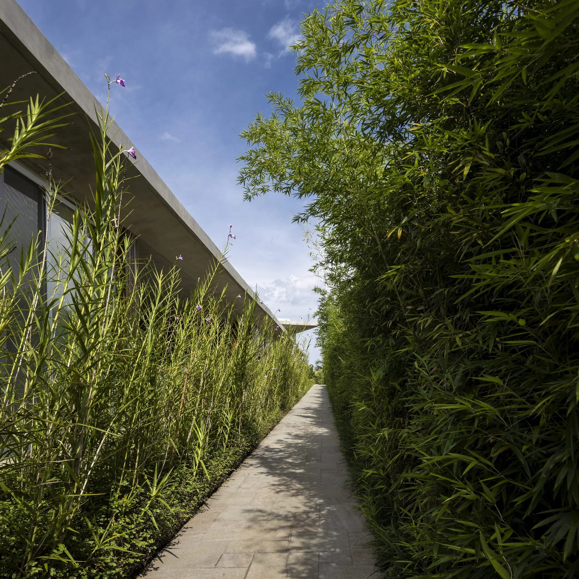 A straight stone paver pathway is bordered by a tall bamboo hedge on one side and leafy green plants beneath a modern concrete roof on the other.
