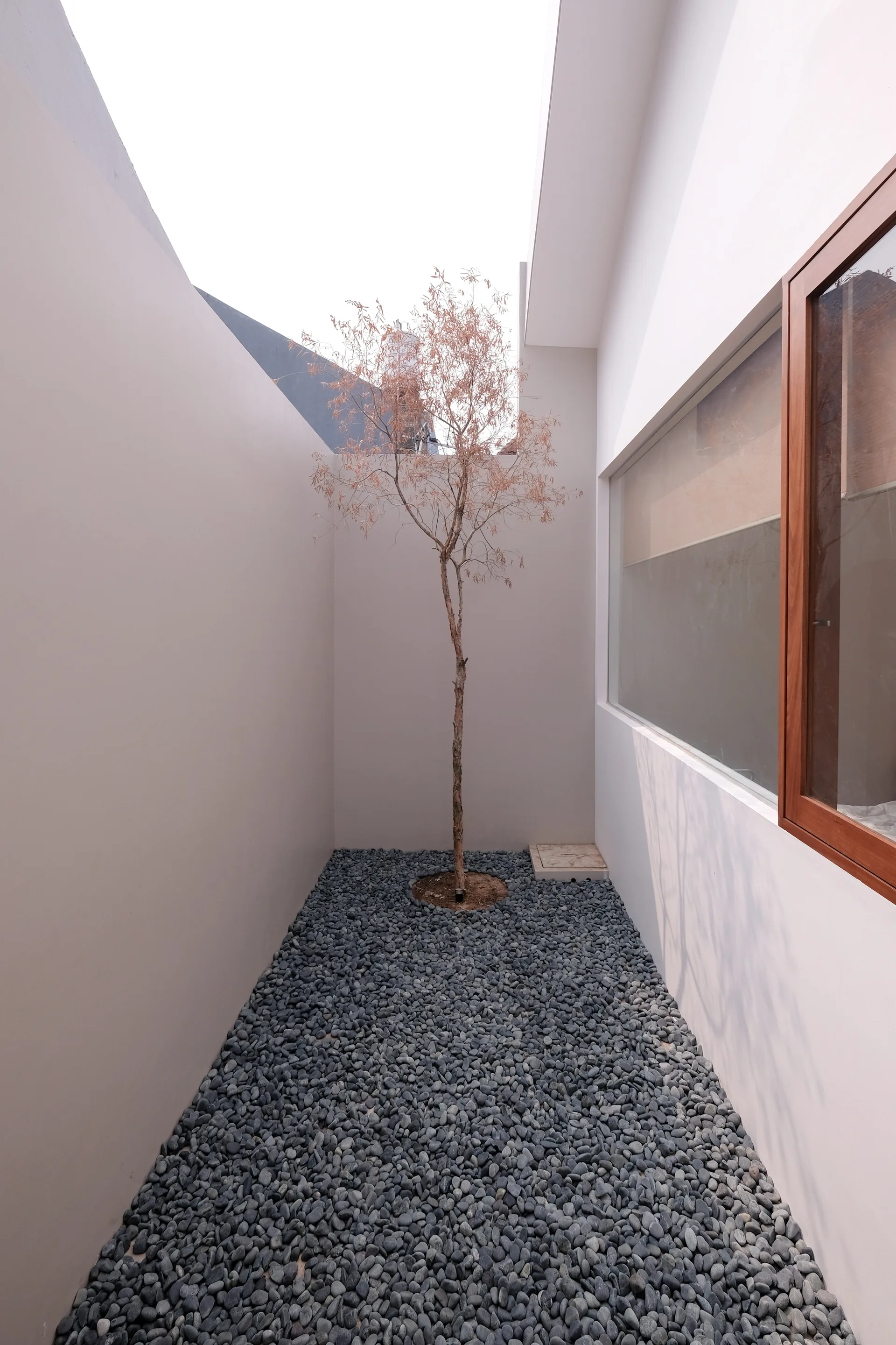 A single slender tree grows from dark grey pebbles in a narrow white-walled courtyard by a wood-framed window.