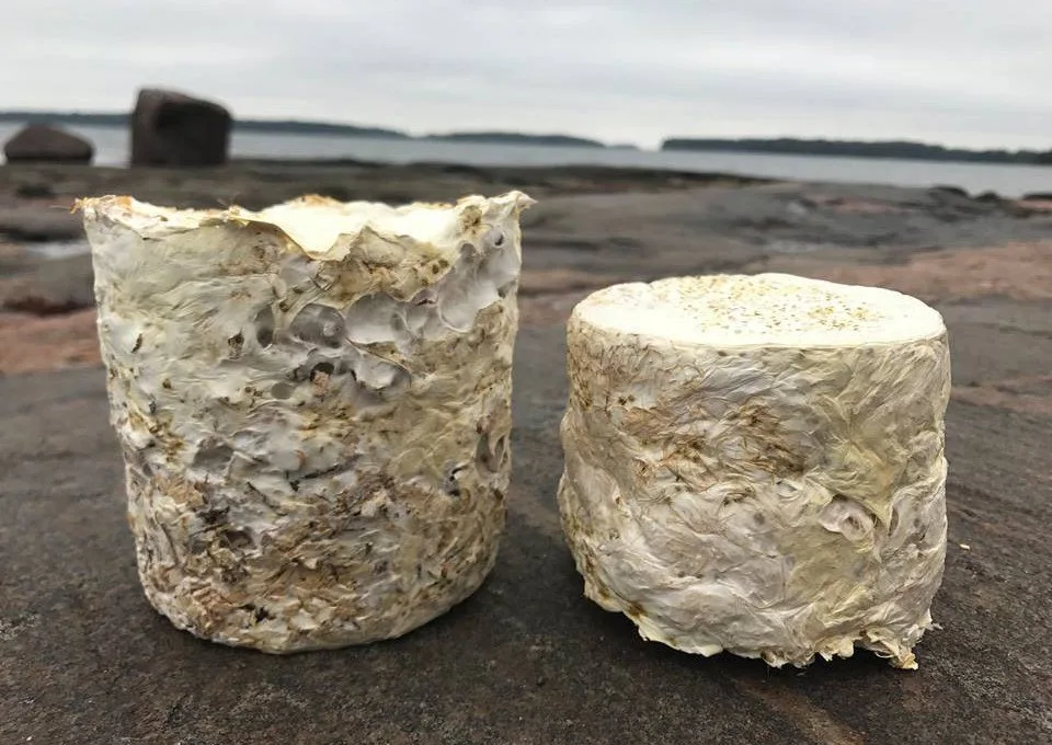 Two cylindrical organic mycelium material samples rest on a rough grey rocky surface near a body of water.