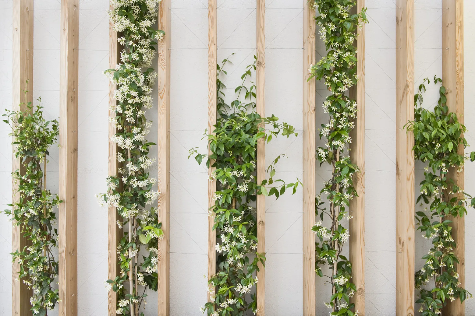 Vertical light wood slats support climbing green vines with small white flowers against a textured off-white exterior stucco wall.