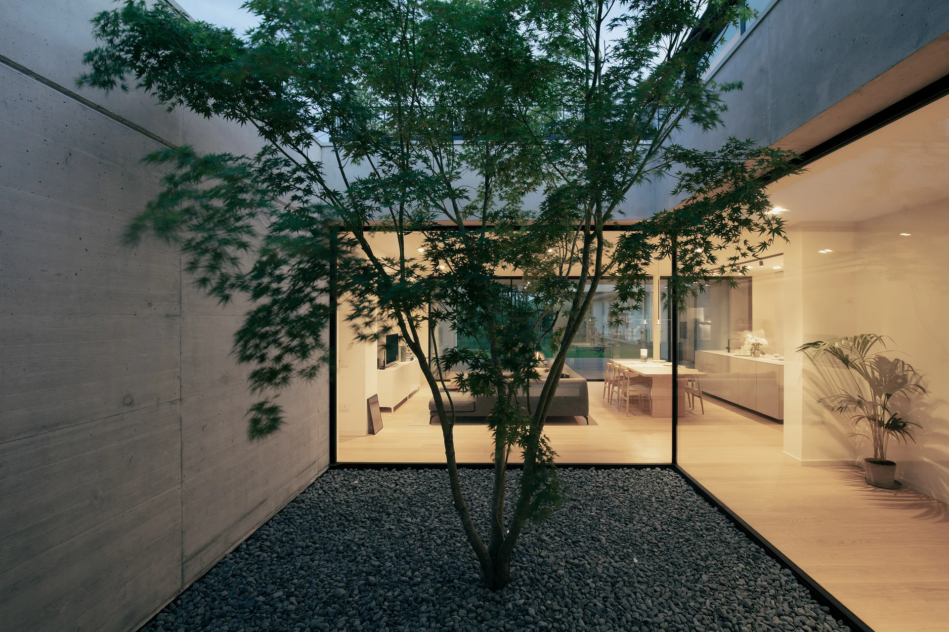 A minimalist courtyard with a small tree planted in dark gravel, enclosed by a smooth concrete wall and a large glass window showing a warm interior.