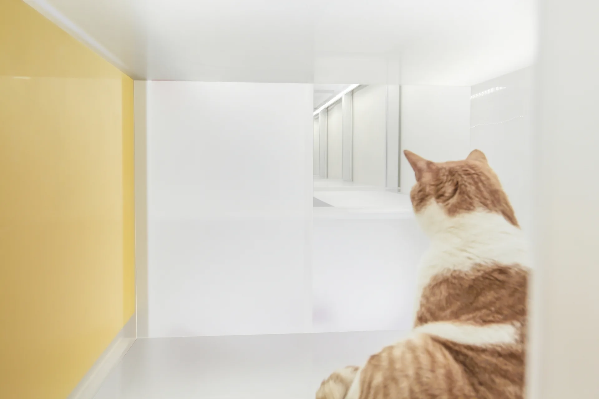 A ginger and white cat sits inside a minimalist white and yellow storage unit with a mirrored back wall creating an infinite reflection.