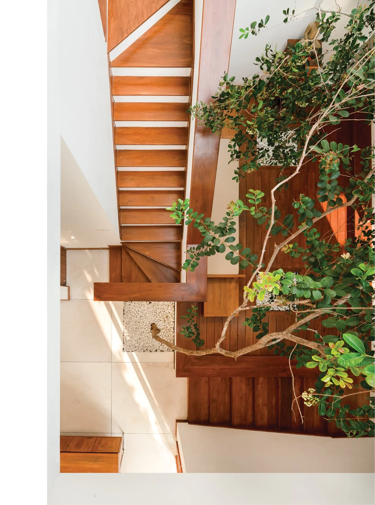 A top-down view looking down a wooden staircase built around a living green tree growing from white pebble beds on a light tiled floor.