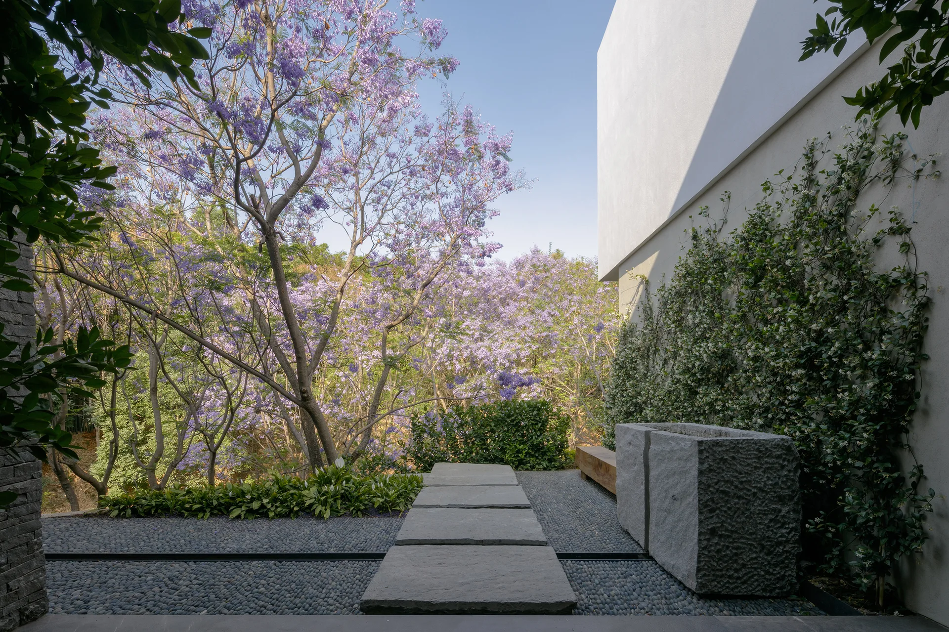 Rectangular grey stepping stones cross a dark pebble courtyard toward blooming purple jacaranda trees, bordered by a vine-covered white wall.