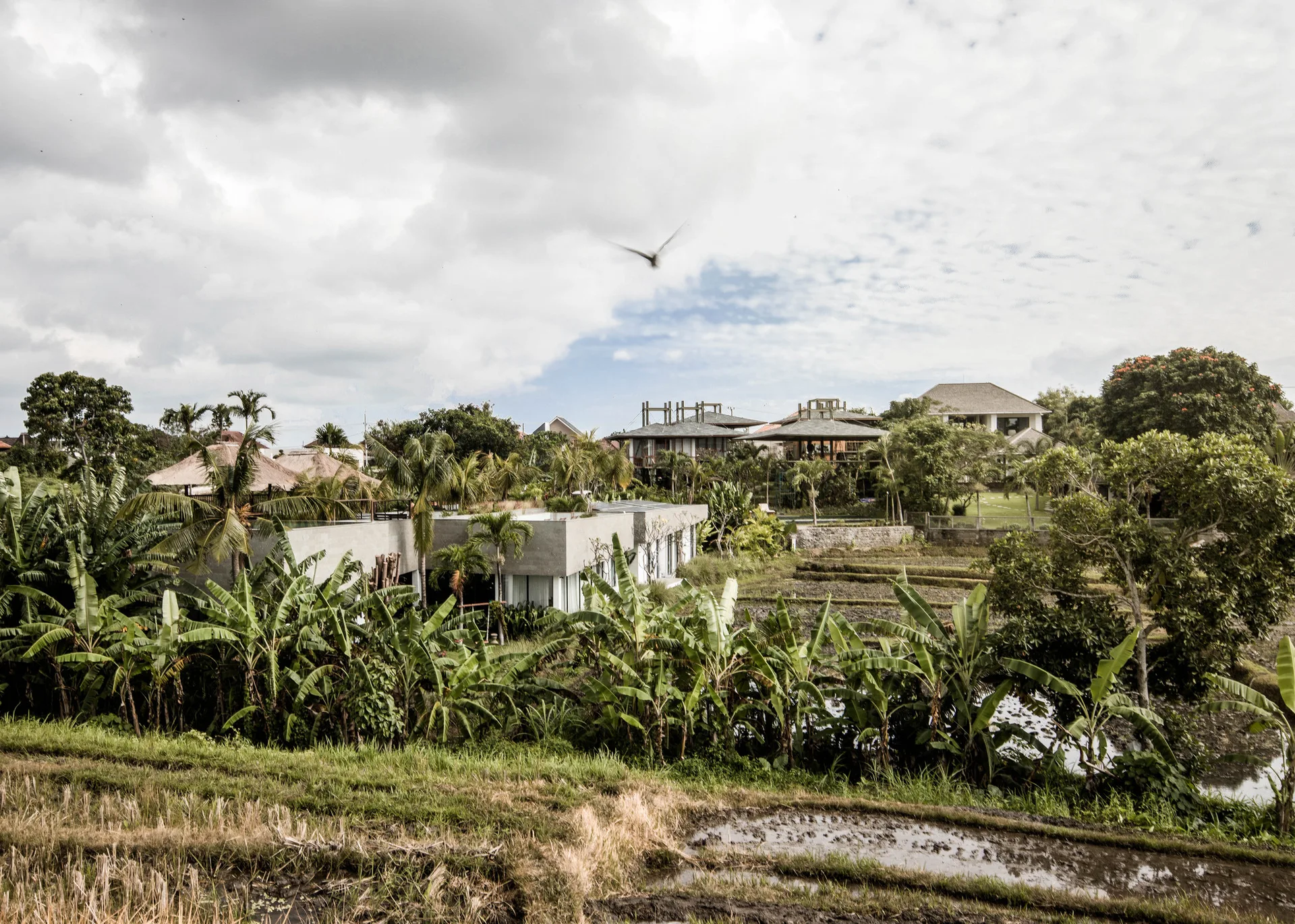 A modern gray concrete villa with a flat roof is nestled among tropical banana trees and green rice paddies under a cloudy sky.